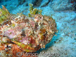 stone fish taken in barracuda reef in playa del carmen aw... by Ramon Magana 